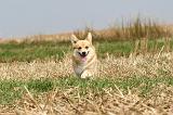 CORGI PEMBROKE 263